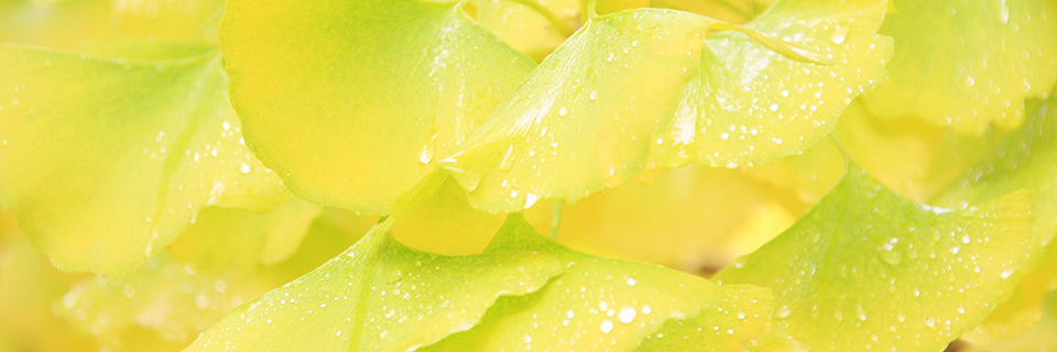 いとをかしきもの・覚え書き