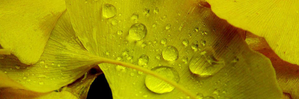 いとをかしきもの・覚え書き